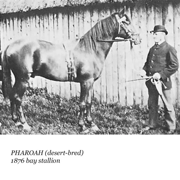 Pharaoh
