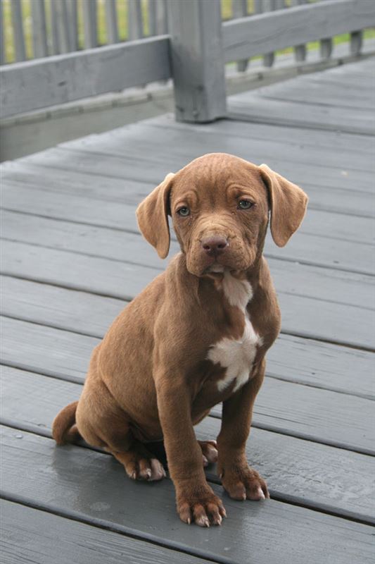American Staffordshire Terrier (American Pit Bull Terrier)