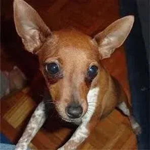 Toy Fox Pinscher (Designer Dog)