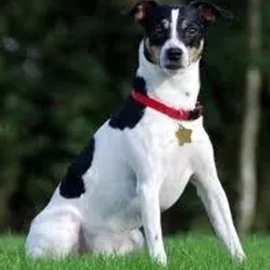 Danish Swedish Farmdog