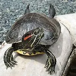Red-eared slider