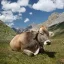 Cattle