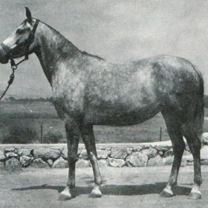 243 Mersuch III