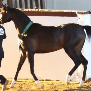 Region 2 All Arabian Horse Show 2012