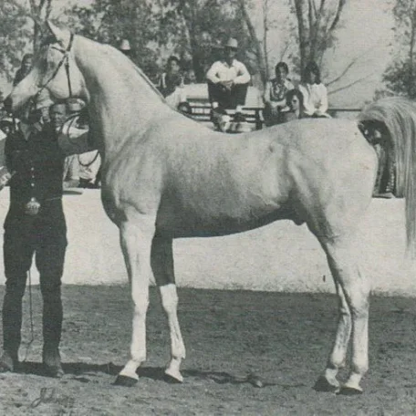 IBN MONIET EL NEFOUS (Morafic x Moniet El Nefous by Shahloul)