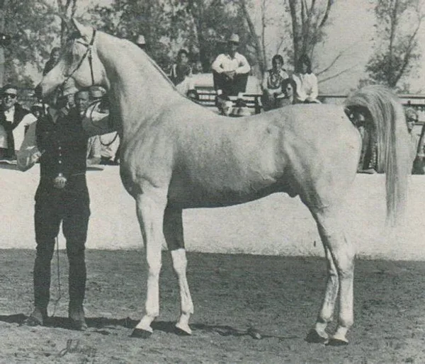 IBN MONIET EL NEFOUS (Morafic x Moniet El Nefous by Shahloul)