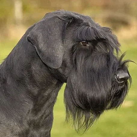 What comes to mind when you hear the term “guard dog” Do you immediately picture a monstrous, muscular animal with massive slavering jaws and a bone-chilling, deep-voiced bark