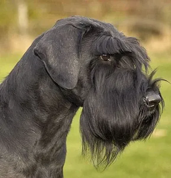 What comes to mind when you hear the term “guard dog” Do you immediately picture a monstrous, muscular animal with massive slavering jaws and a bone-chilling, deep-voiced bark