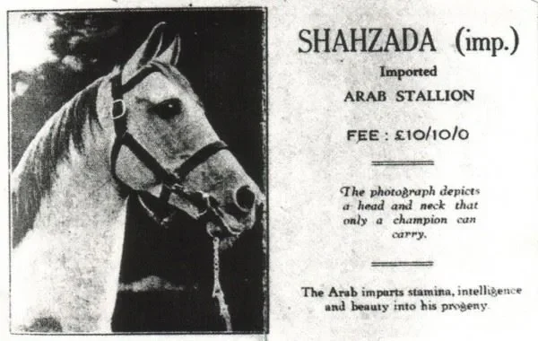 SHAHZADA