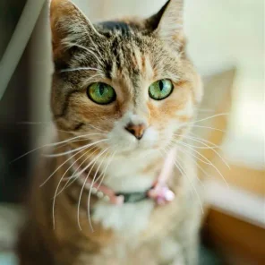 Kitty