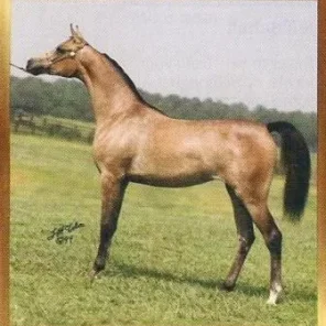 Sanegors Lady D
