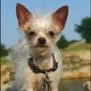 Chussel (Designer Dog)