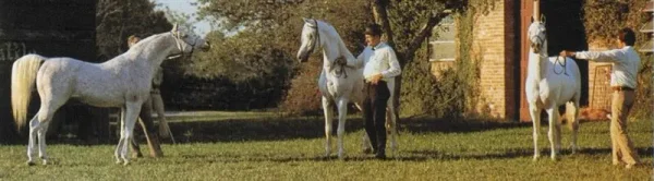 Nazeer