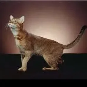 Chausie
