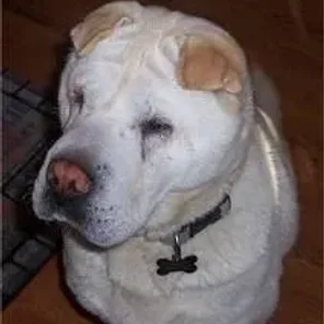 Chow Pei (Designer Dog)