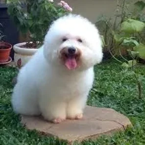 Miniature Poodle
