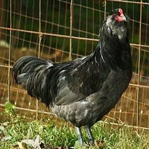 Ameraucana