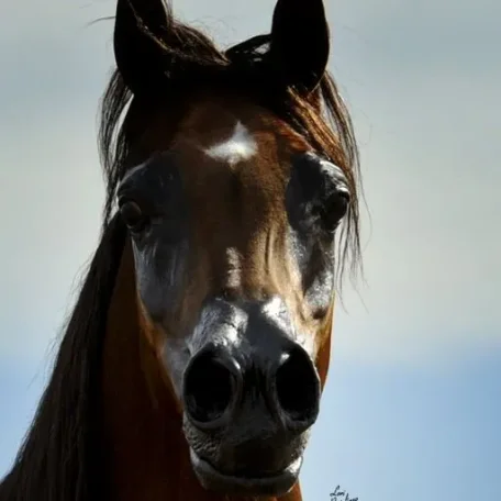 Luxemere Tulio (Trussardi x LM Magnified) and the influence of the beauty and color genes found in his breeding…Trussardi “out of Precious as Gold” and LM Magnified “by Magnum Psyche”.