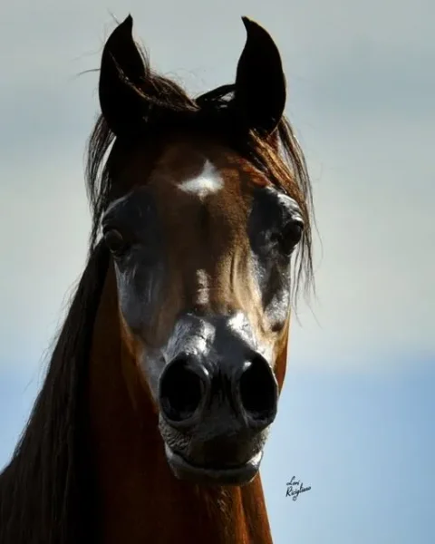 Luxemere Tulio (Trussardi x LM Magnified) and the influence of the beauty and color genes found in his breeding…Trussardi “out of Precious as Gold” and LM Magnified “by Magnum Psyche”.