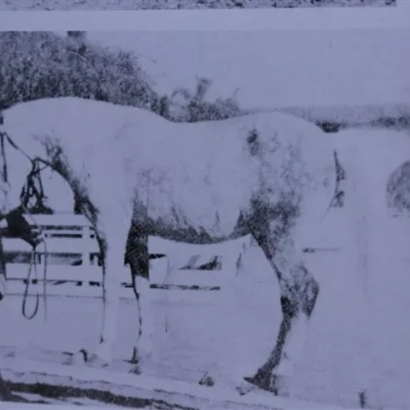Calsabiyat "twin" (Raseyn x Rifdah) grey mare, foaled Februrary 3, 1939
bred by W.K. Kellogg Institute
