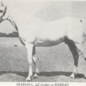 SHAHLOUL