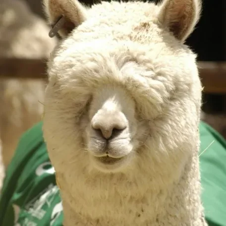 Alpaca Fiesta 2014