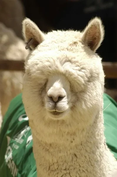Asociación Internacional de la Alpaca
