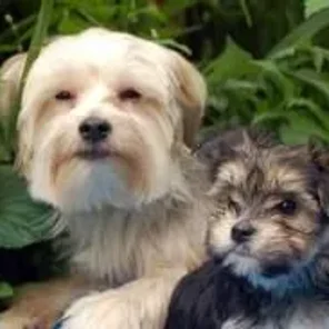 Japillon (Designer Dog)