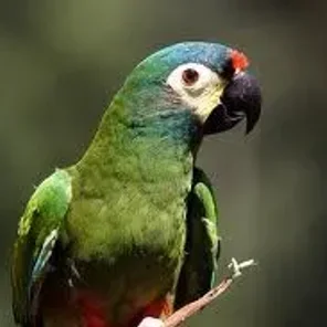 Blue-winged (Illiger's)