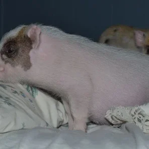 OatWheat's Little Butterbean