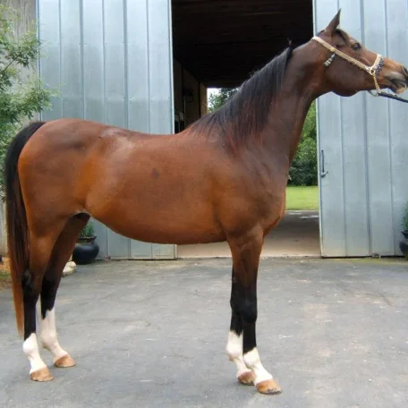 RA Khalana
