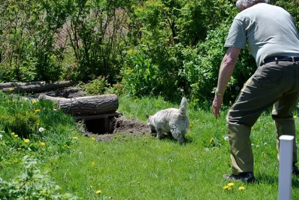 Earthdog