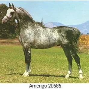AMERIGO