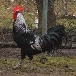 Bergische Schlotterkaemme