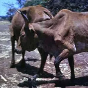 Angoni