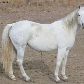 Jewel Of Naborr