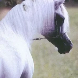 ALI VALENTINO