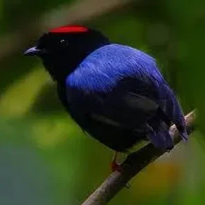 Blue-backed Manakin