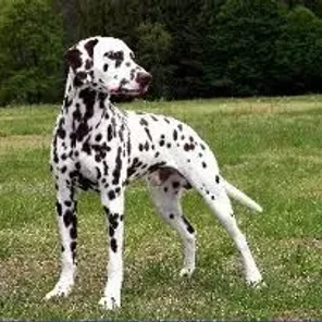 Dalmatian