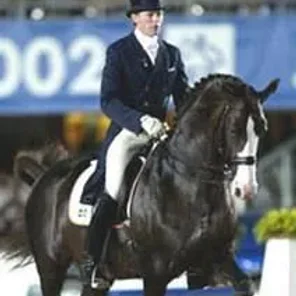 Swedish Warmblood