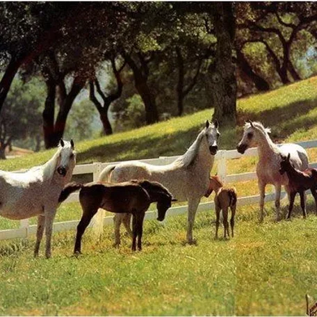 GWYNDALYN (Bask x Gwyn), GRANADAA (*Bask x Gdynia), GARNET (Bask x Gdynia) ~ pictured left to right
Ahw Sep 1987