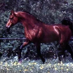 Alegro
