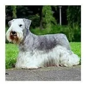 Cesky Terrier