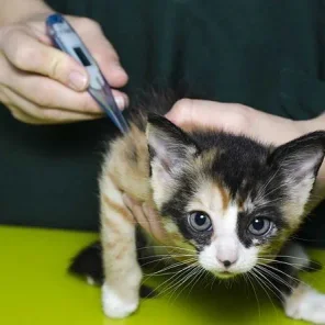 Fevers in Cats