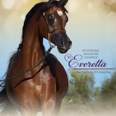 Very exciting class today...Congratulations to Robert & Dixie North on their top ten award with the very beautiful RD Everetta! Sandro Pinha, Gil Valdez, & Lucho Guimarães of Arabian International.