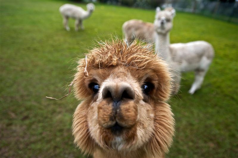Alpaca Facts
