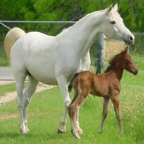 gilbriar gai bell