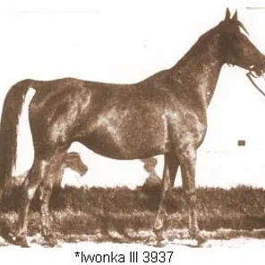 Iwonka III