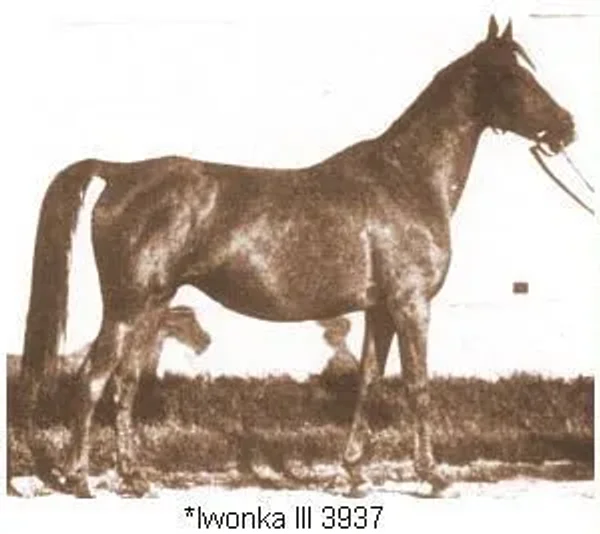 Iwonka III