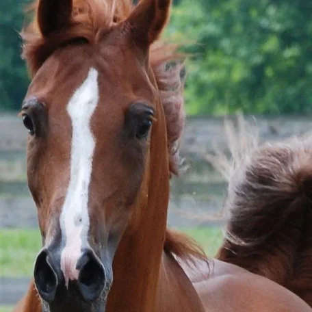 Lourdes sired by Wolf and out of the very beautiful Belmar.